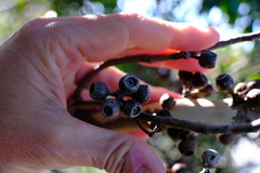 Eucalyptus lateritica