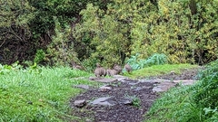 Alectoris rufa hispanica