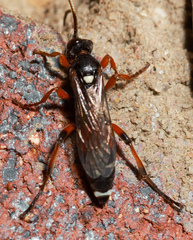 Ichneumon promissorius