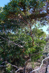 Eucalyptus conveniens