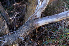 Eucalyptus lateritica