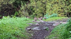 Alectoris rufa hispanica