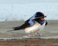 Hirundo rustica