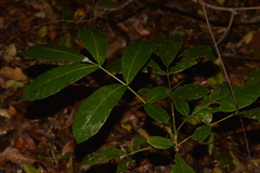 Flindersia schottiana