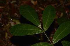 Flindersia schottiana
