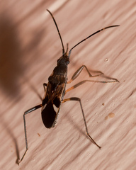 Dieuches maculicollis