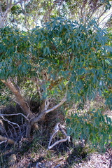 Eucalyptus lateritica
