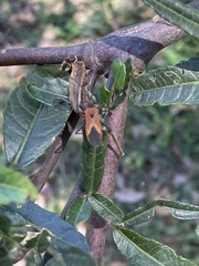 Aulacosternum nigrorubrum