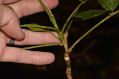 Flindersia schottiana