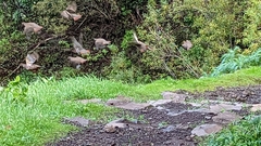 Alectoris rufa hispanica