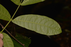 Flindersia schottiana
