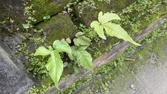 Tectaria siifolia
