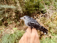 Thamnophilus amazonicus