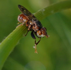 Myopa dorsalis
