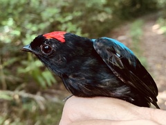 Chiroxiphia pareola