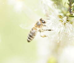 Apis mellifera