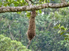 Psarocolius angustifrons