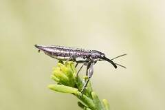 Rhinotia cristata