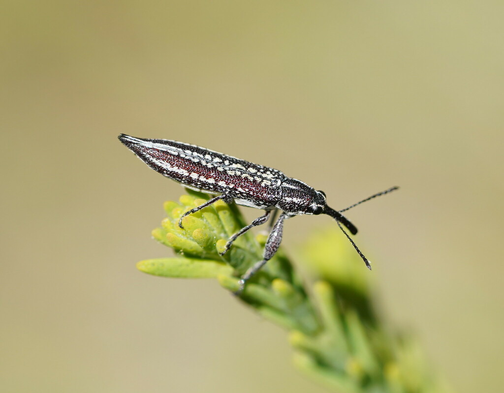 Rhinotia cristata