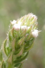 Phylica pinea
