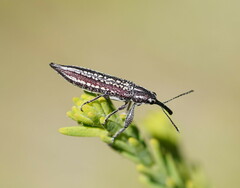 Rhinotia cristata