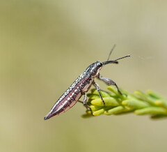 Rhinotia cristata