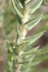Phylica pinea