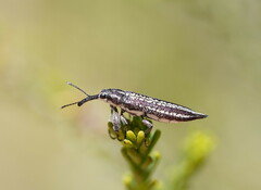 Rhinotia cristata