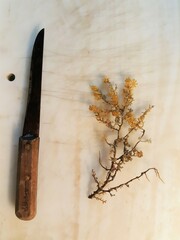 Acanthogorgia armata