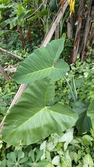 Xanthosoma