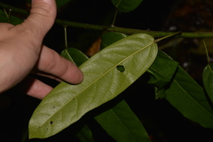 Carronia multisepalea