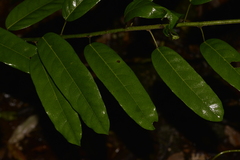 Carronia multisepalea