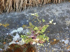 Anthriscus caucalis