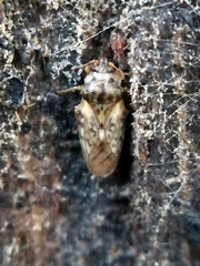 Piesma maculatum