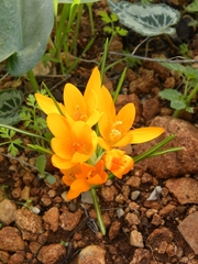 Crocus vitellinus