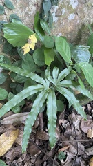 Lygodium circinnatum