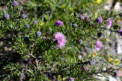 Melaleuca tinkeri