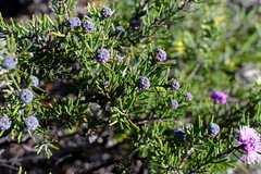 Melaleuca tinkeri