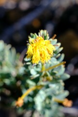 Acacia moirii recurvistipula