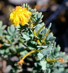 Acacia moirii recurvistipula