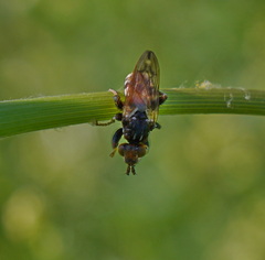 Myopa dorsalis