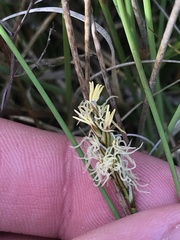 Carex chlorantha
