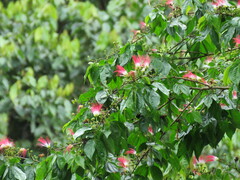 Calliandra trinervia