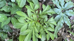 Amorphophallus