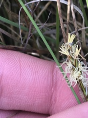 Carex chlorantha