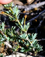 Acacia moirii recurvistipula