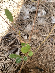 Desmodium rhytidophyllum