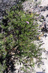 Melaleuca tinkeri
