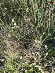 Carex chlorantha
