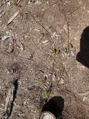 Desmodium rhytidophyllum